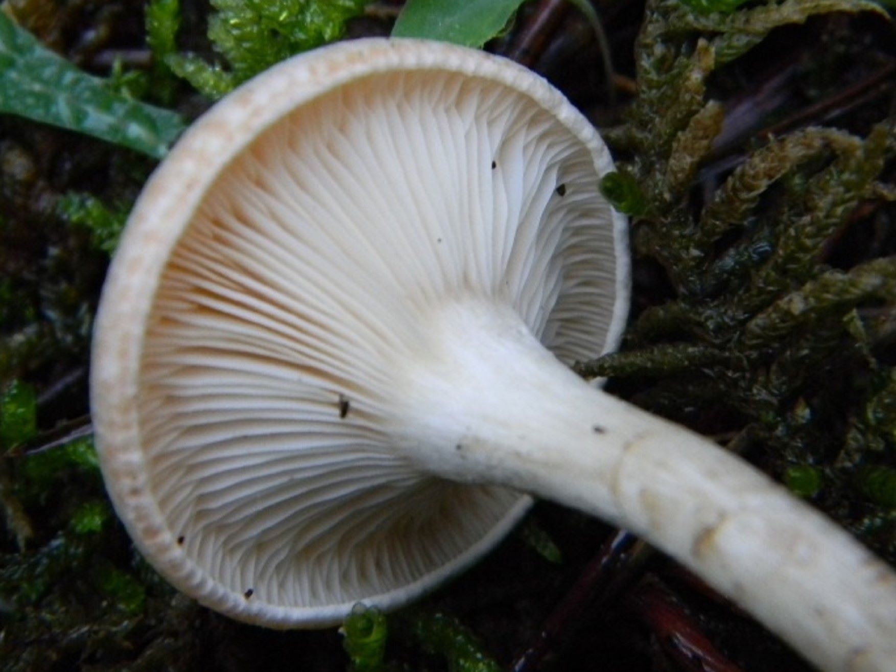 1825 Novembre vecchio ritrovamento