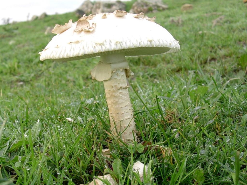 1828 Novembre vecchio ritrovamento