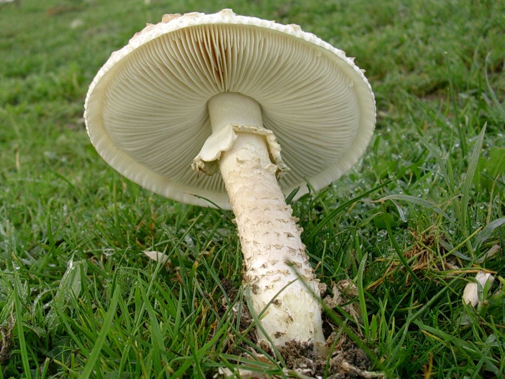 1828 Novembre vecchio ritrovamento