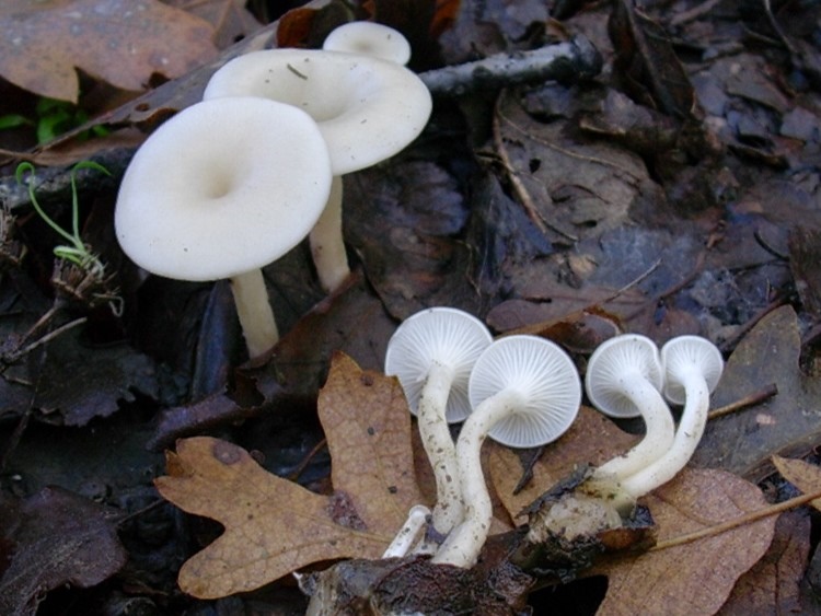 1829 Novembre vecchio ritrovamento