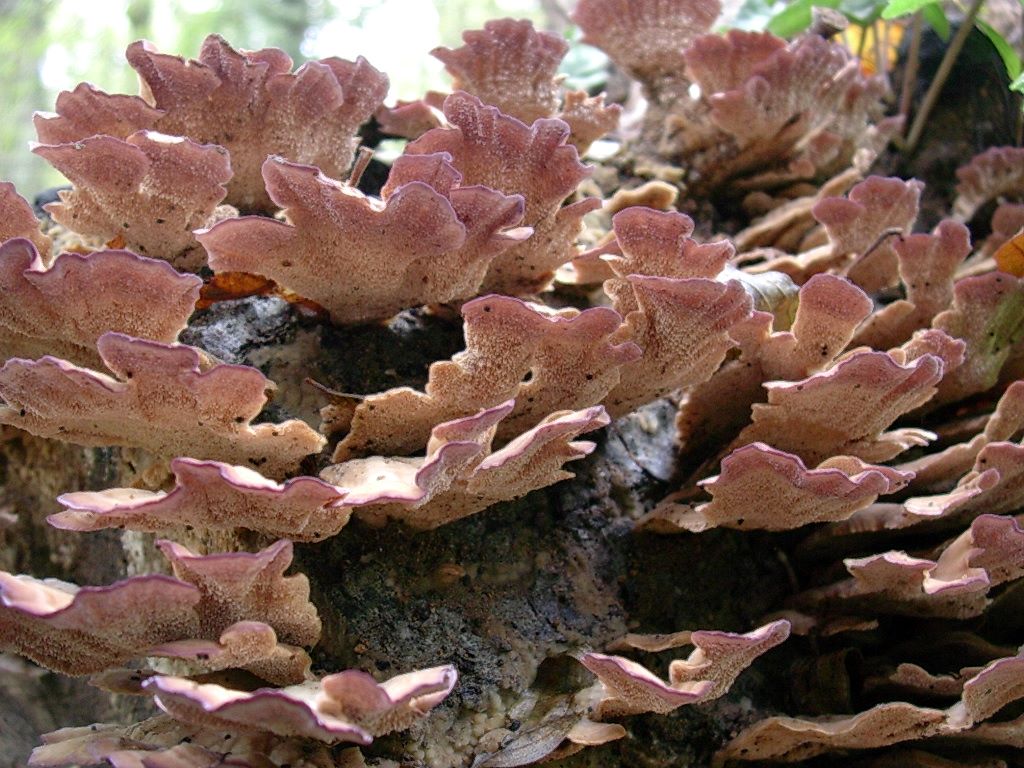 1830 Novembre vecchio ritrovamento