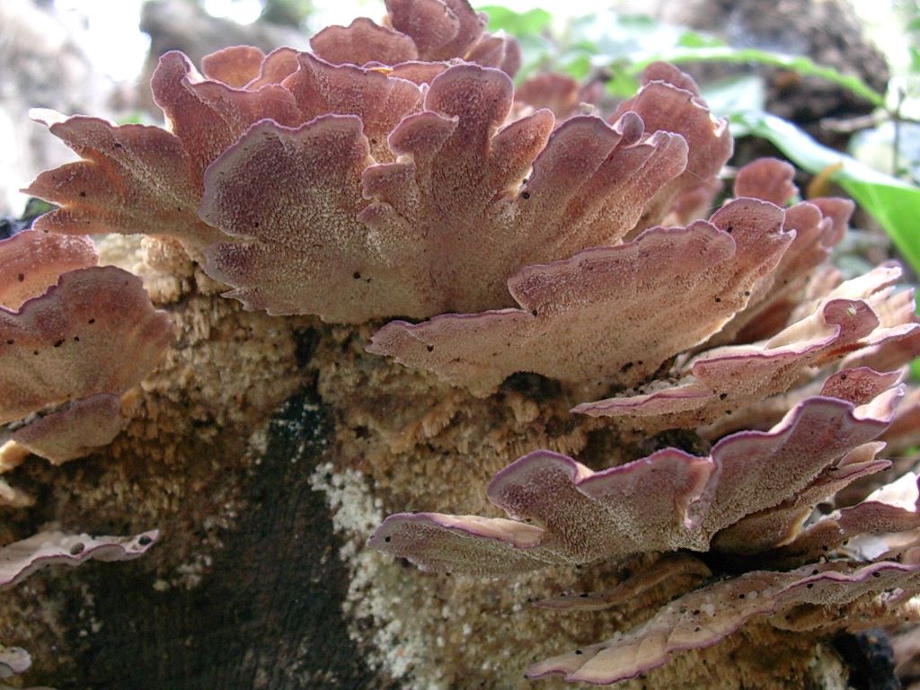 1830 Novembre vecchio ritrovamento