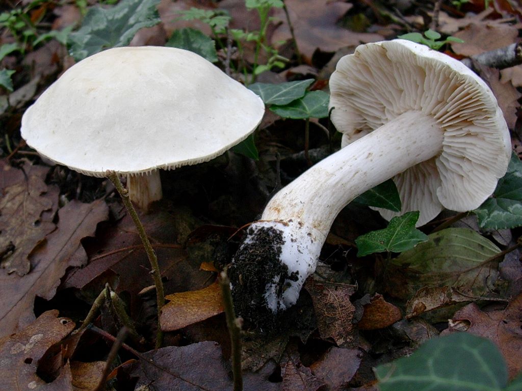 1831 Novembre vecchio ritrovamento