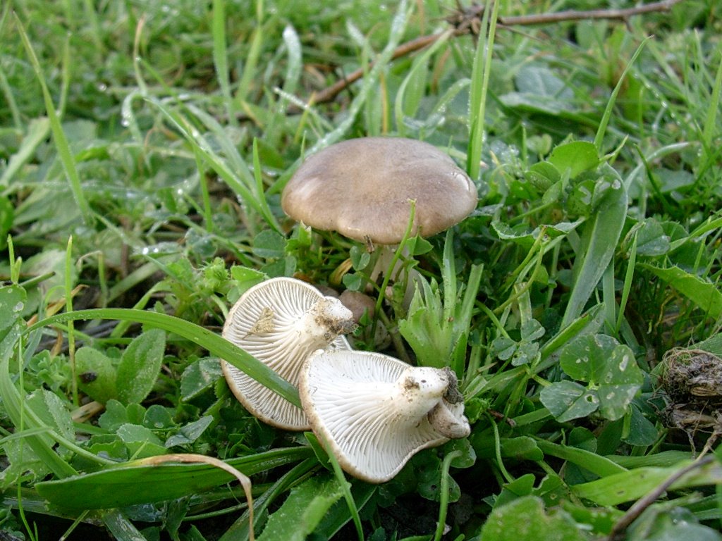 1832 Novembre vecchio ritrovamento