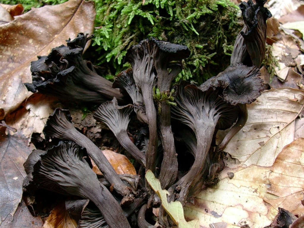 1834 Novembre vecchio ritrovamento