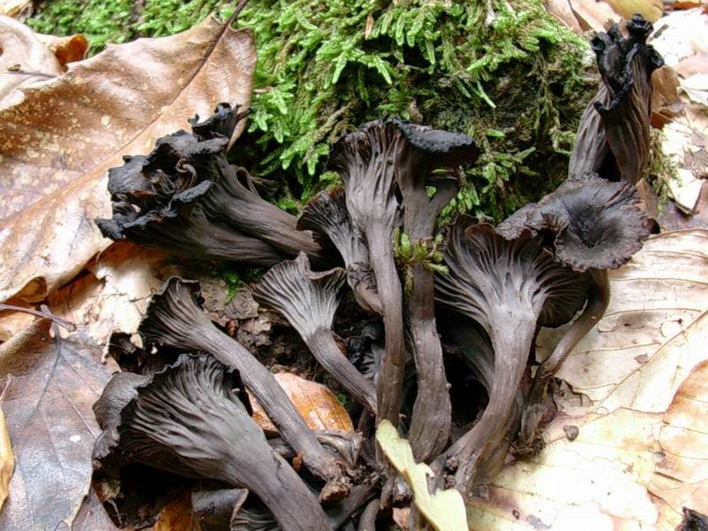 1834 Novembre vecchio ritrovamento