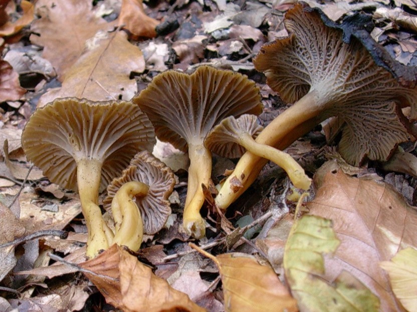 1835 Novembre vecchio ritrovamento