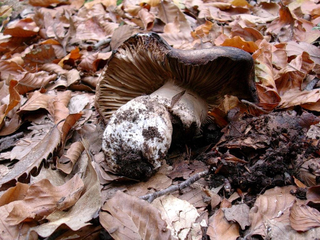 1836 Novembre vecchio ritrovamento