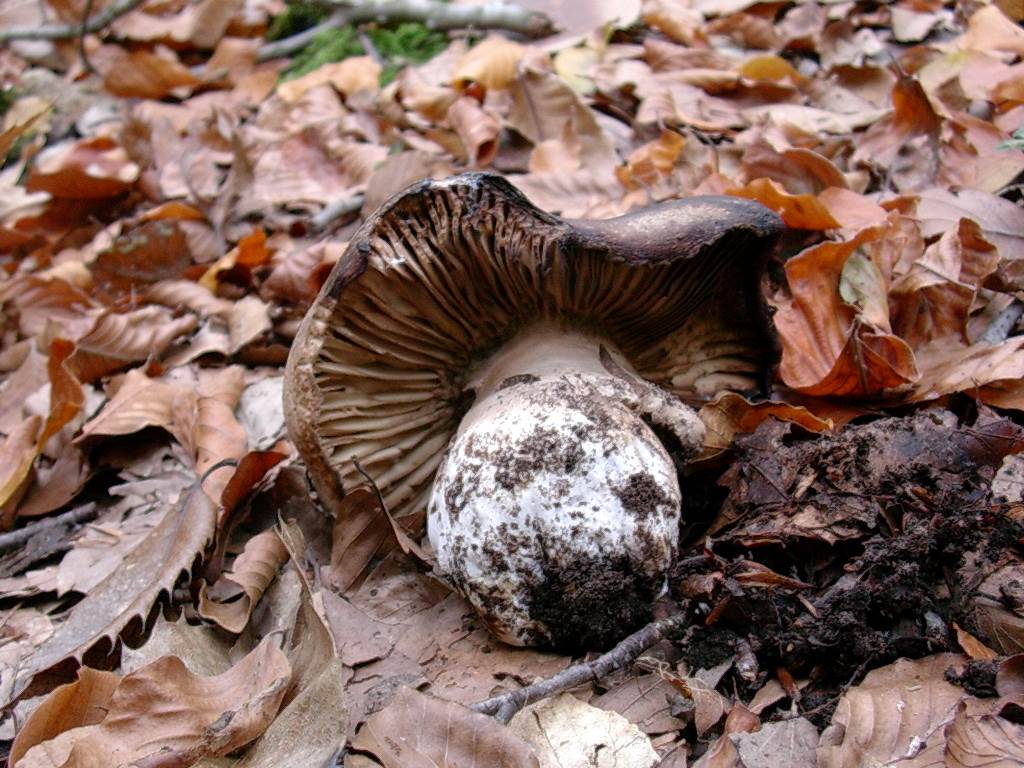 1836 Novembre vecchio ritrovamento