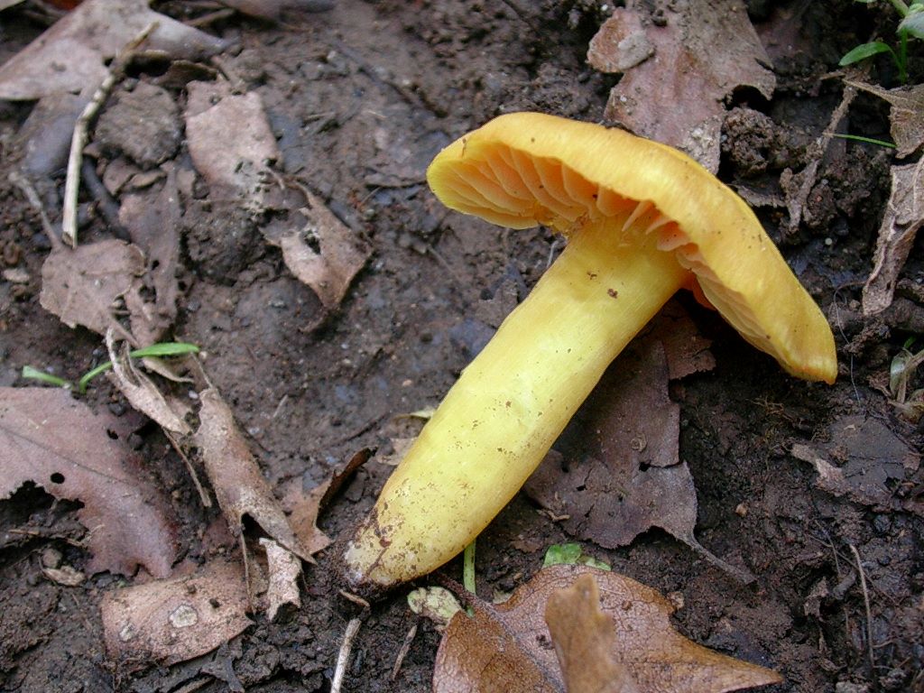 1809 Novembre vecchio ritrovamento