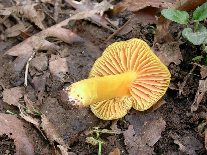 1809 Novembre vecchio ritrovamento