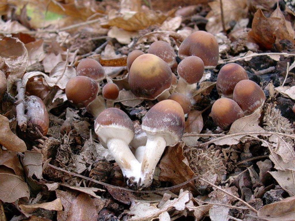 1810 Novembre vecchio ritrovamento