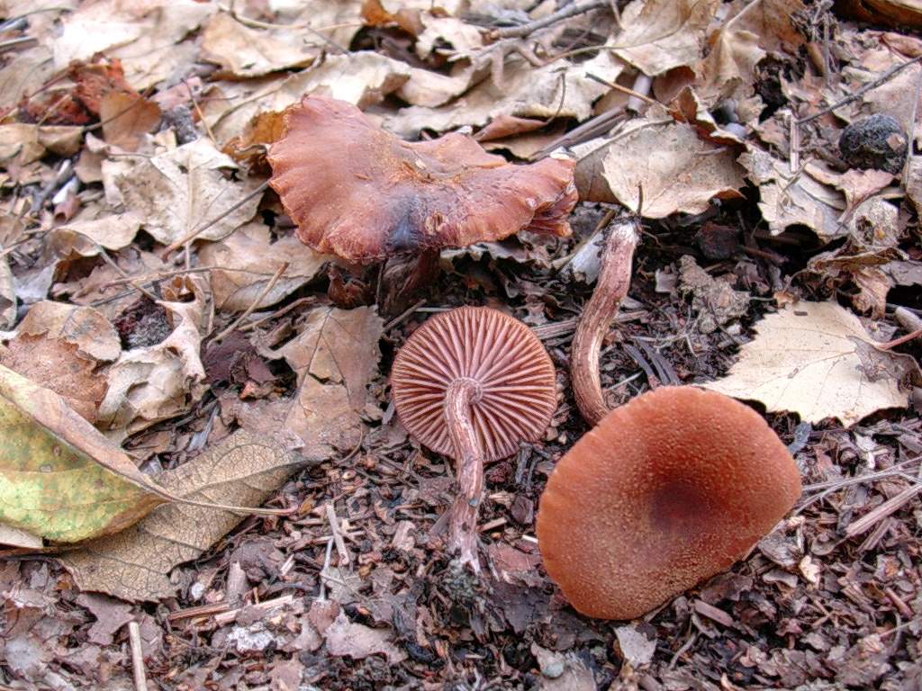 1811 Novembre vecchio ritrovamento