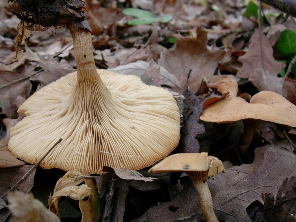 1812 Novembre vecchio ritrovamento