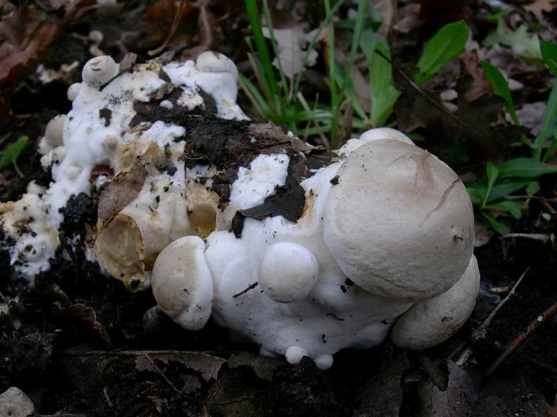 1813 Novembre vecchio ritrovamento