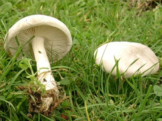 1814 Novembre vecchio ritrovamento