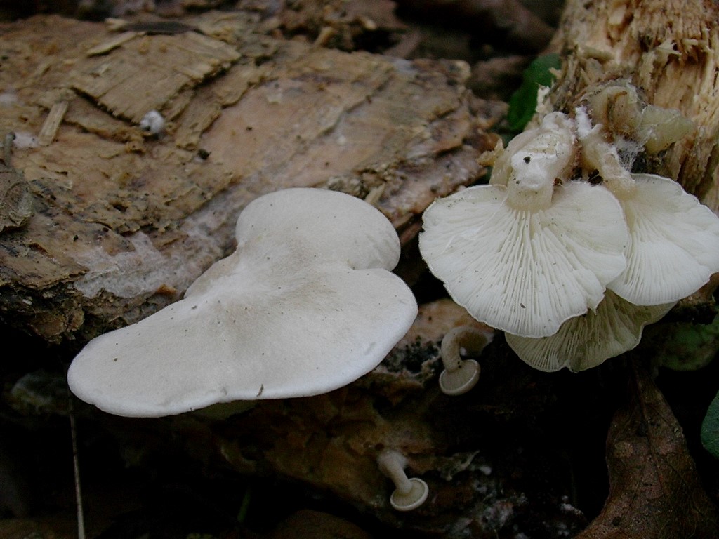 1815 Novembre vecchio ritrovamento