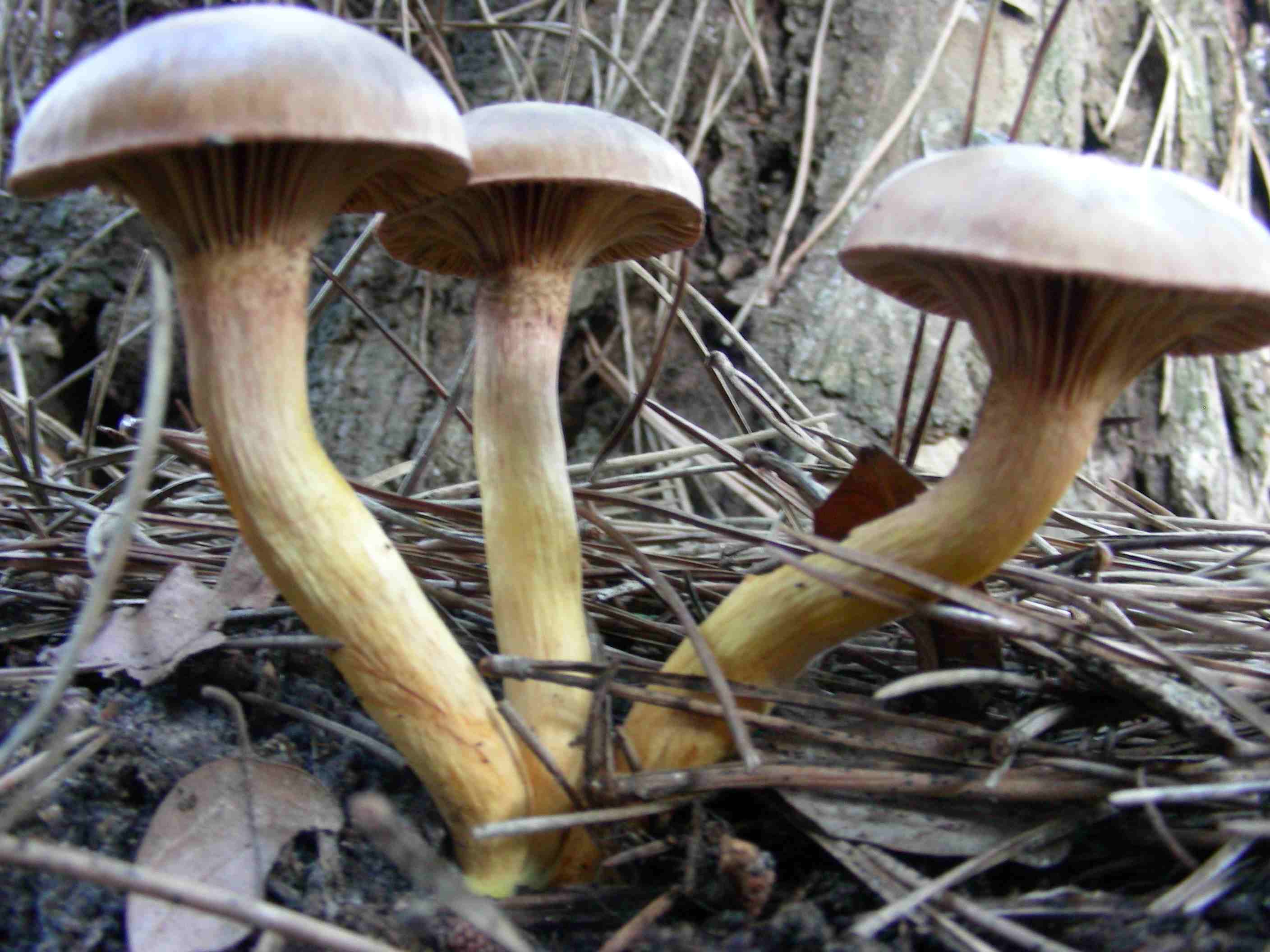 1846 Dicembre vecchio ritrovamento