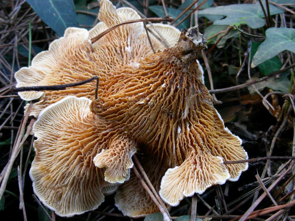 1847 Dicembre vecchio ritrovamento