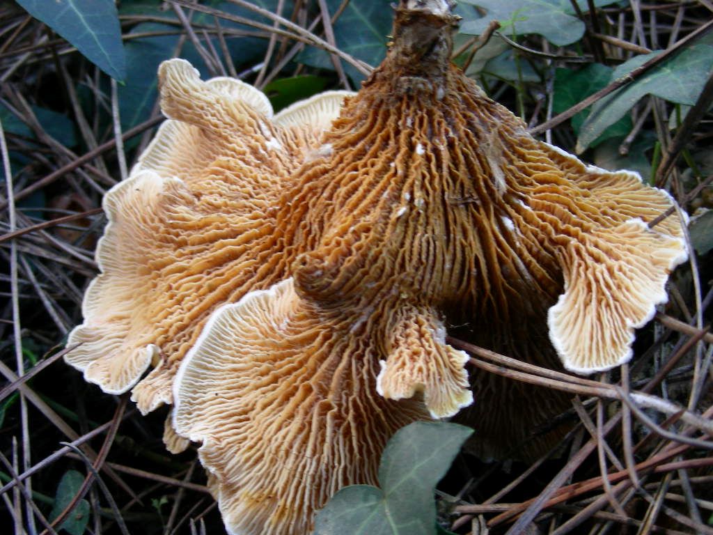 1847 Dicembre vecchio ritrovamento