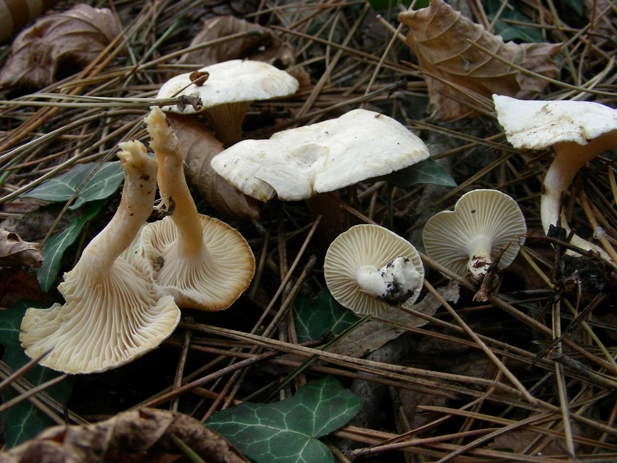 1848 Dicembre vecchio ritrovamento