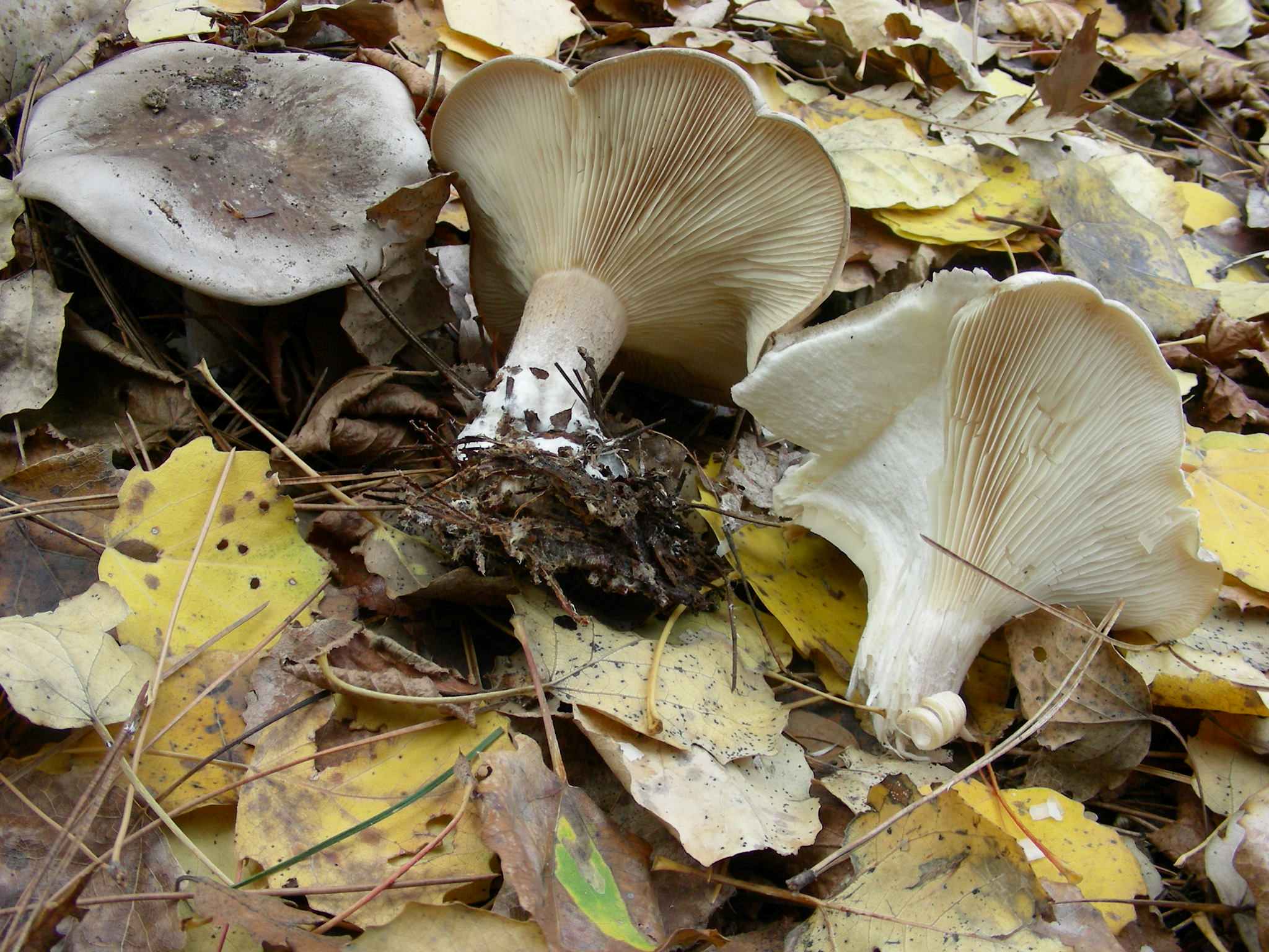 1849 Dicembre vecchio ritrovamento