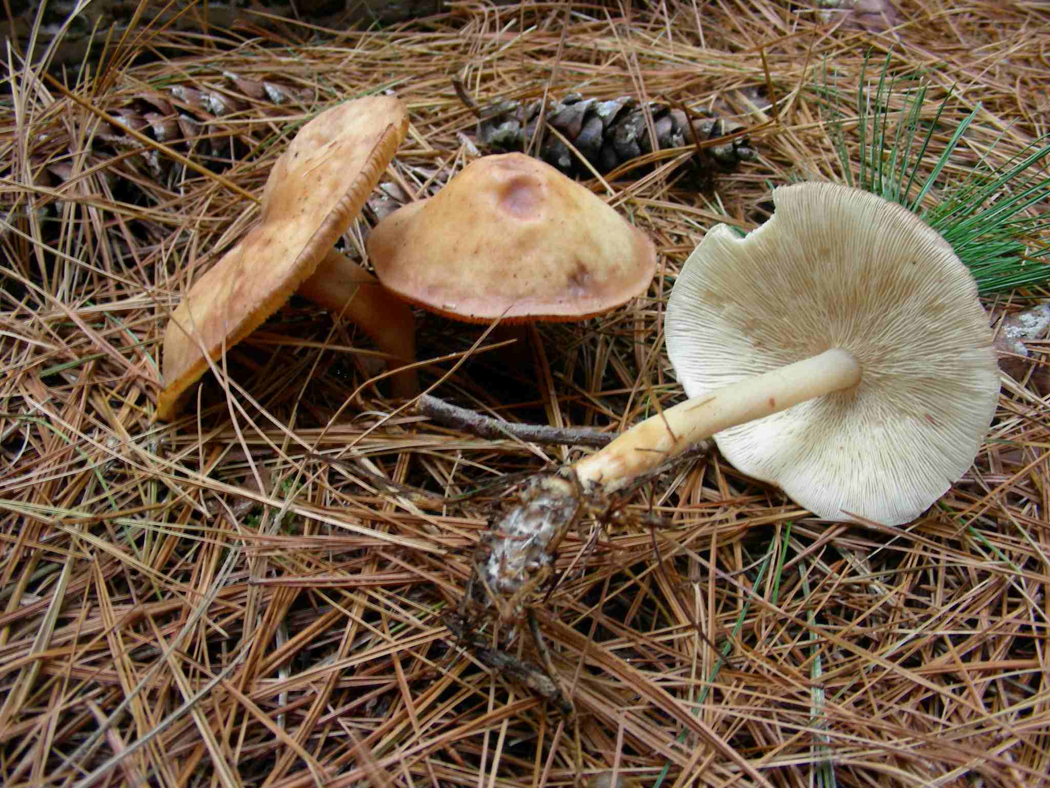 1850 Dicembre vecchio ritrovamento