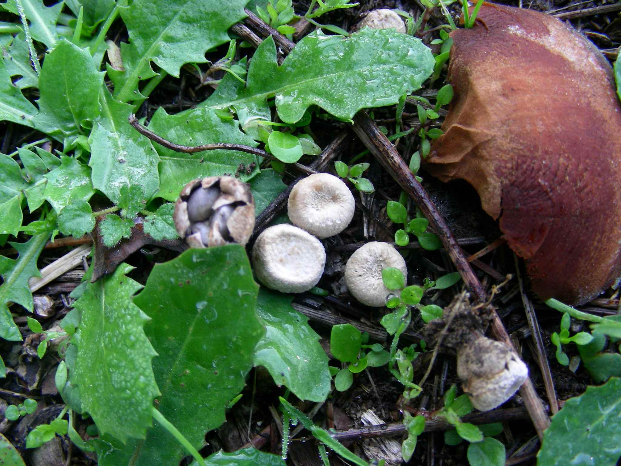 1851 Dicembre vecchio ritrovamento