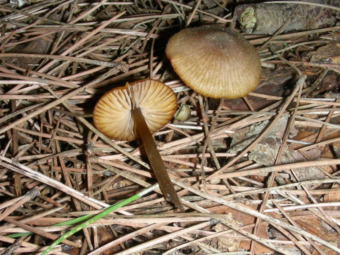 1852 Dicembre vecchio ritrovamento