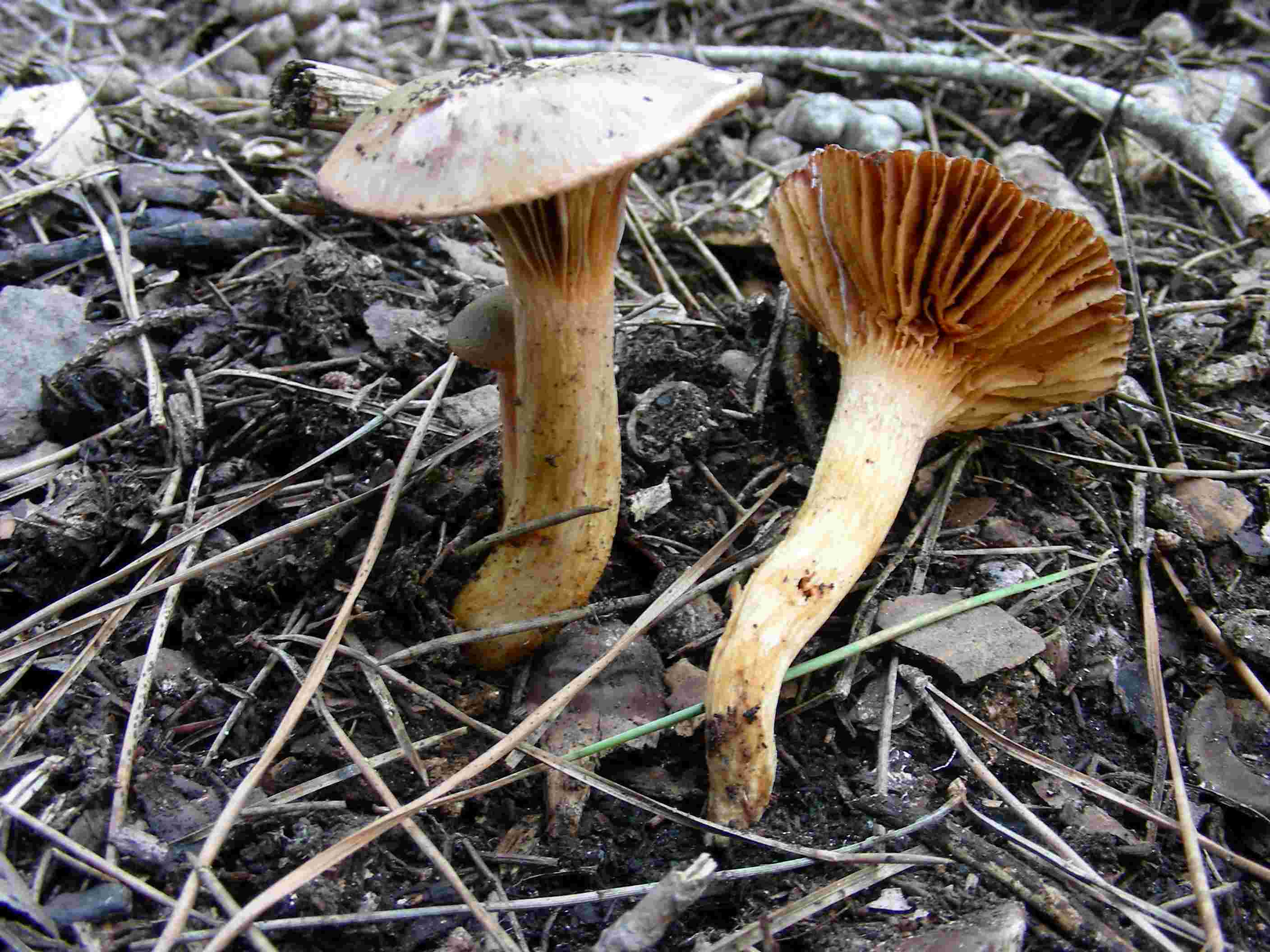 1837 Dicembre vecchio ritrovamento