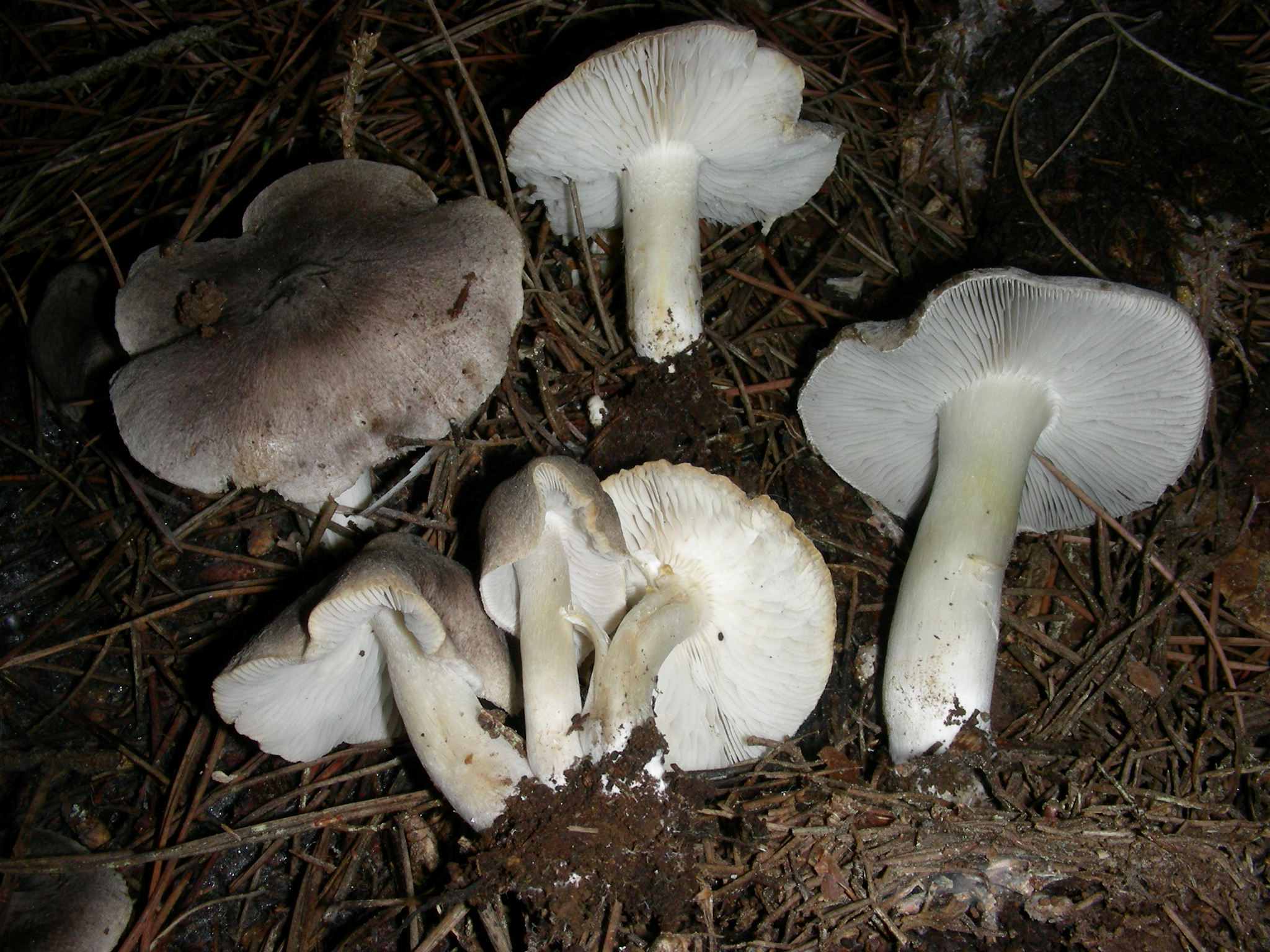 1853 Dicembre vecchio ritrovamento