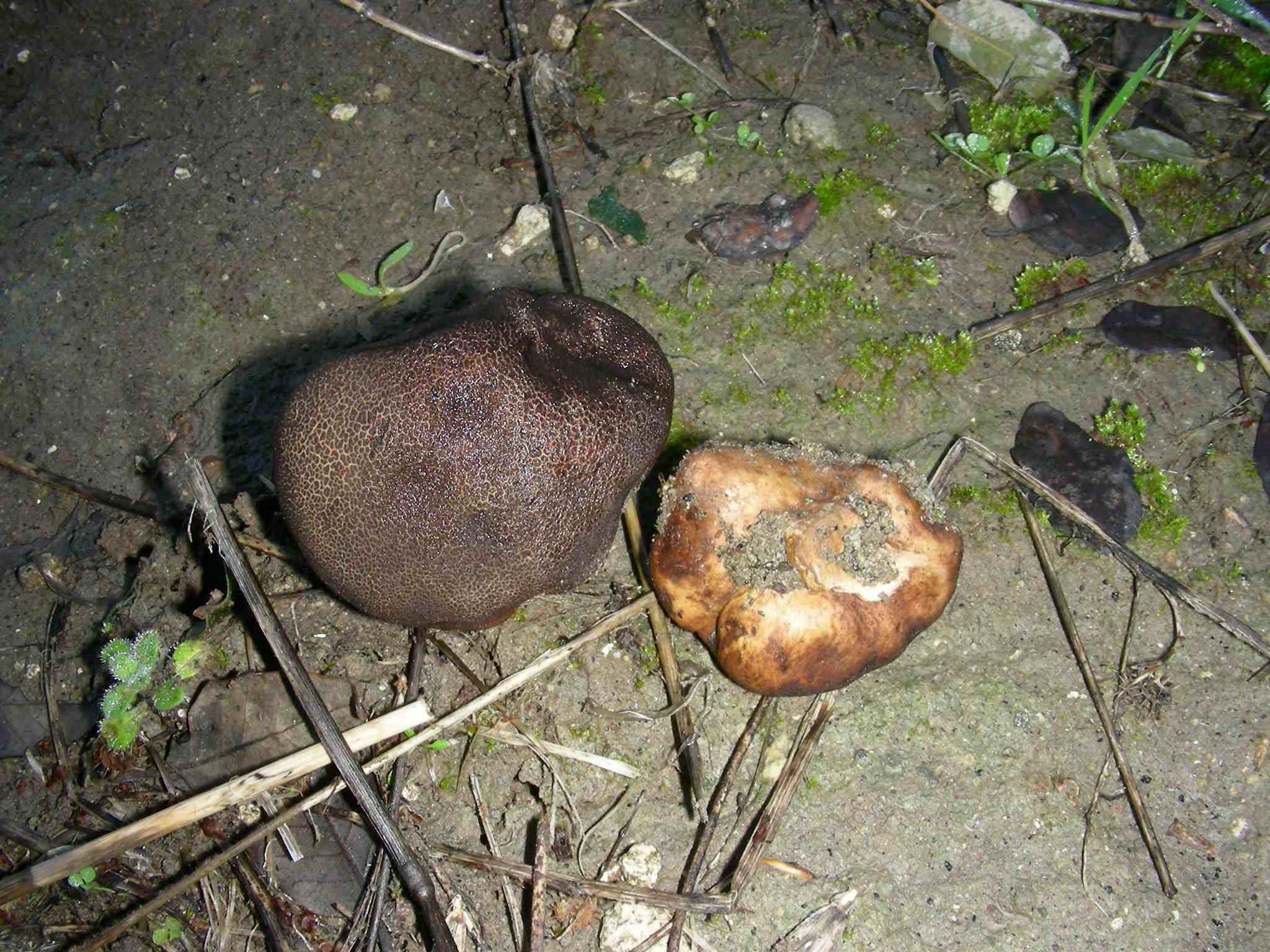 1854 Dicembre vecchio ritrovamento