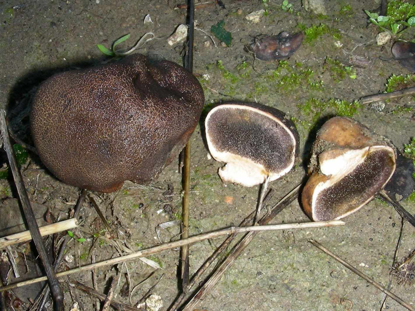 1854 Dicembre vecchio ritrovamento