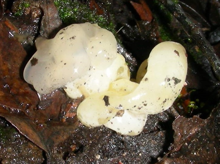 1856 Dicembre vecchio ritrovamento