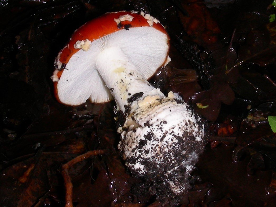 1856 Dicembre vecchio ritrovamento