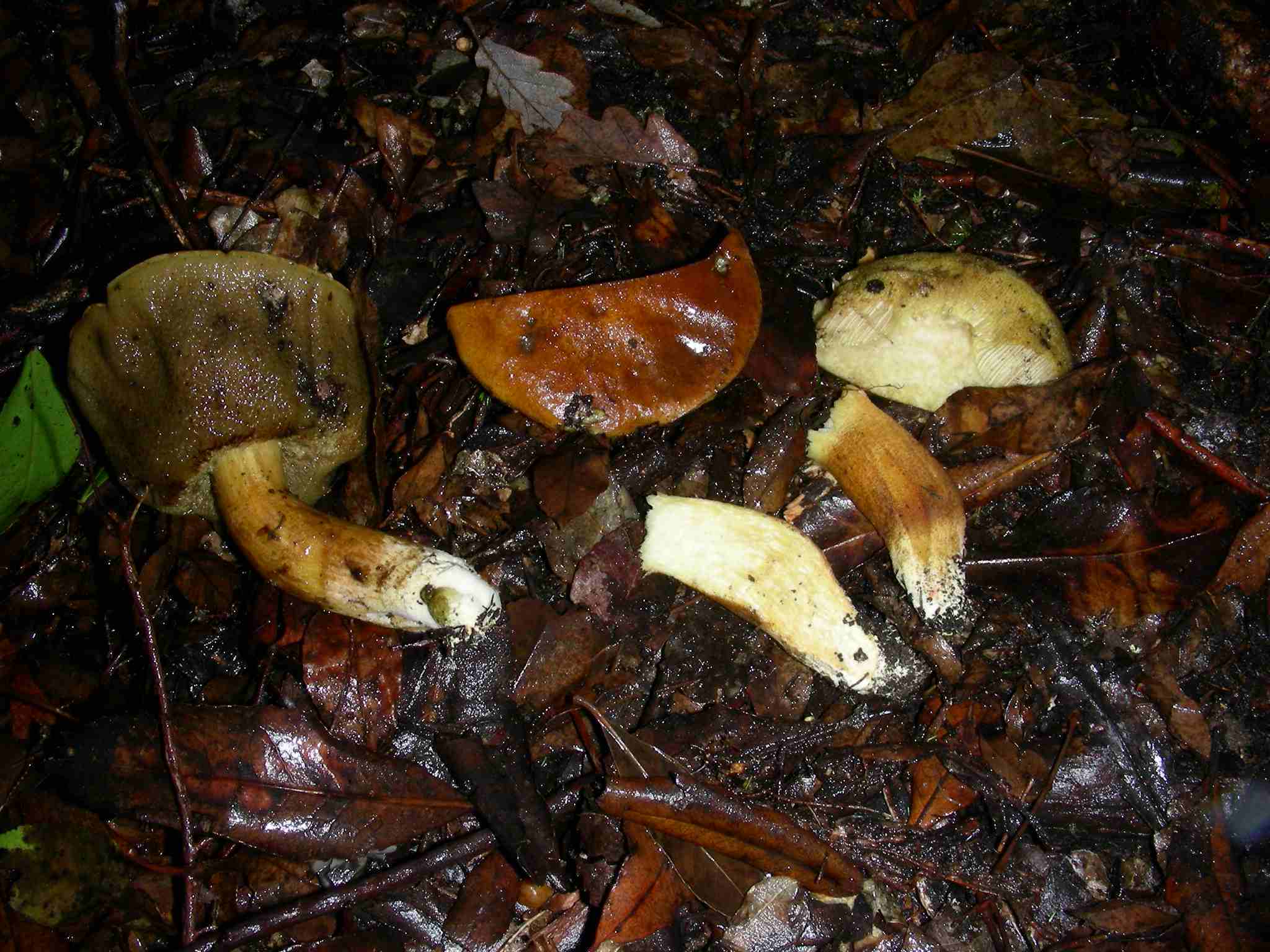 1858 Dicembre vecchio ritrovamento