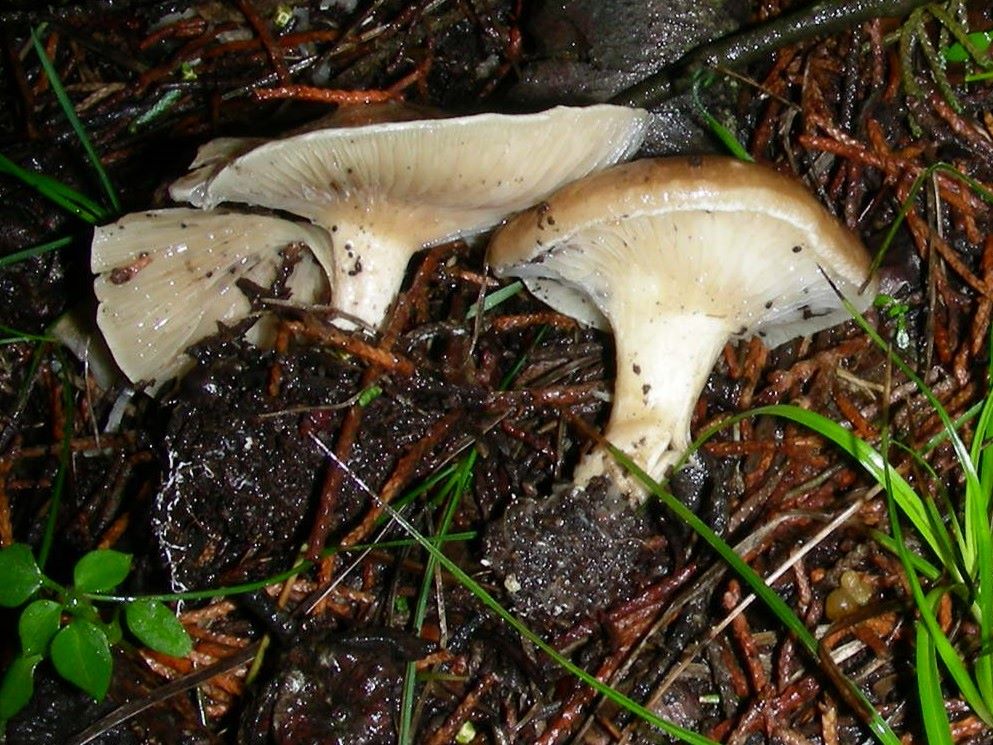 1859 Dicembre vecchio ritrovamento