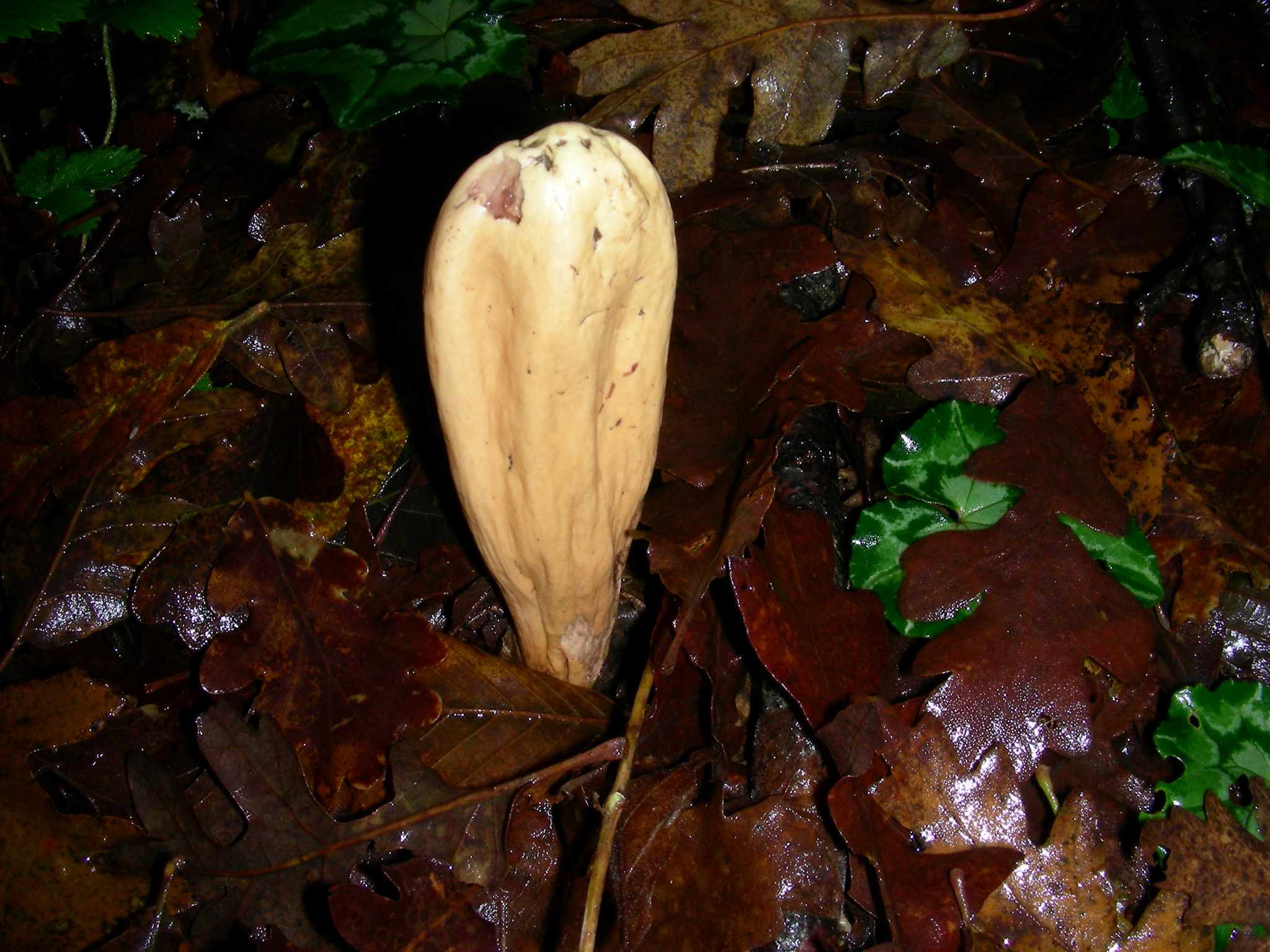 1860 Dicembre vecchio ritrovamento