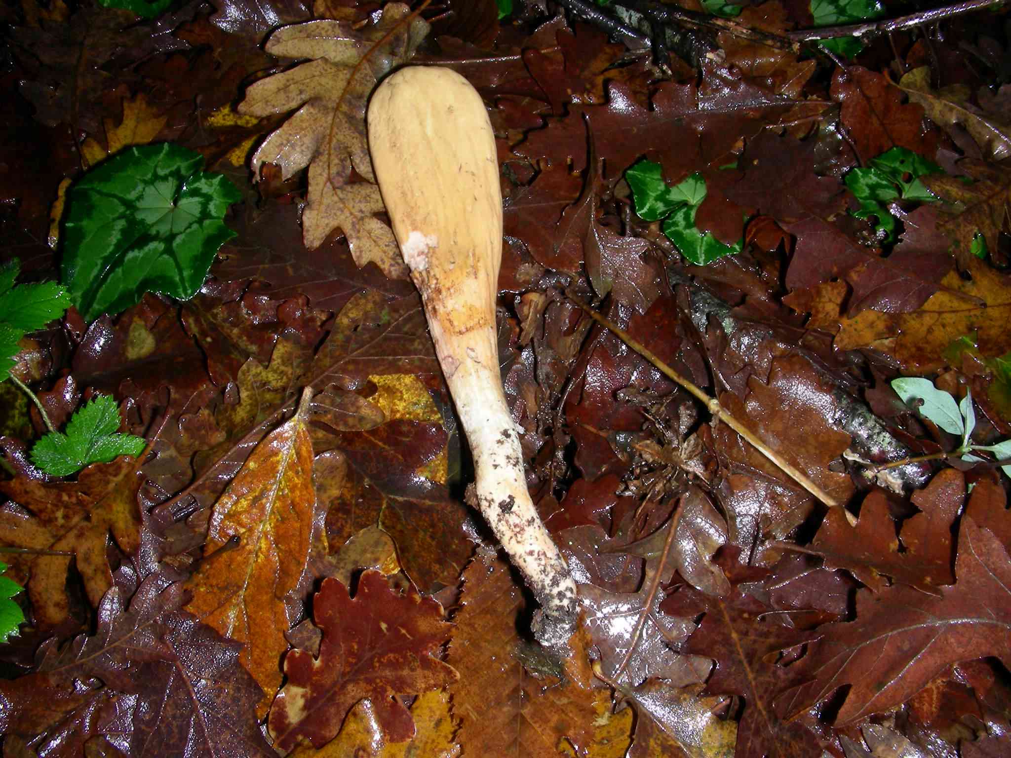 1860 Dicembre vecchio ritrovamento