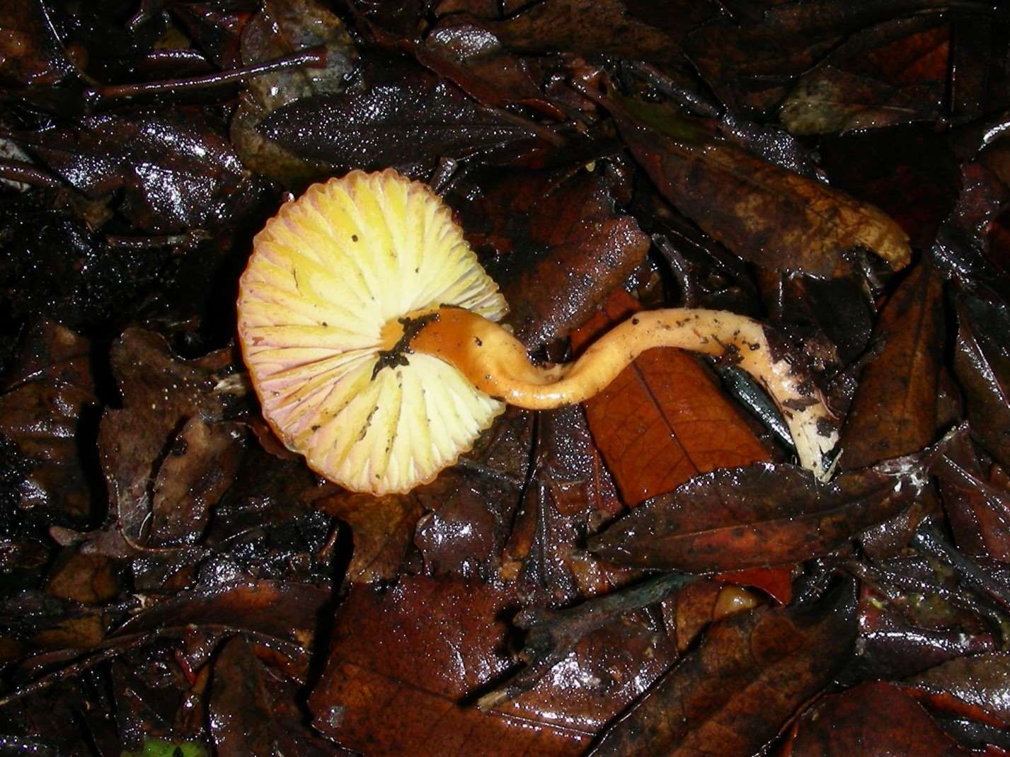 1861 Dicembre vecchio ritrovamento