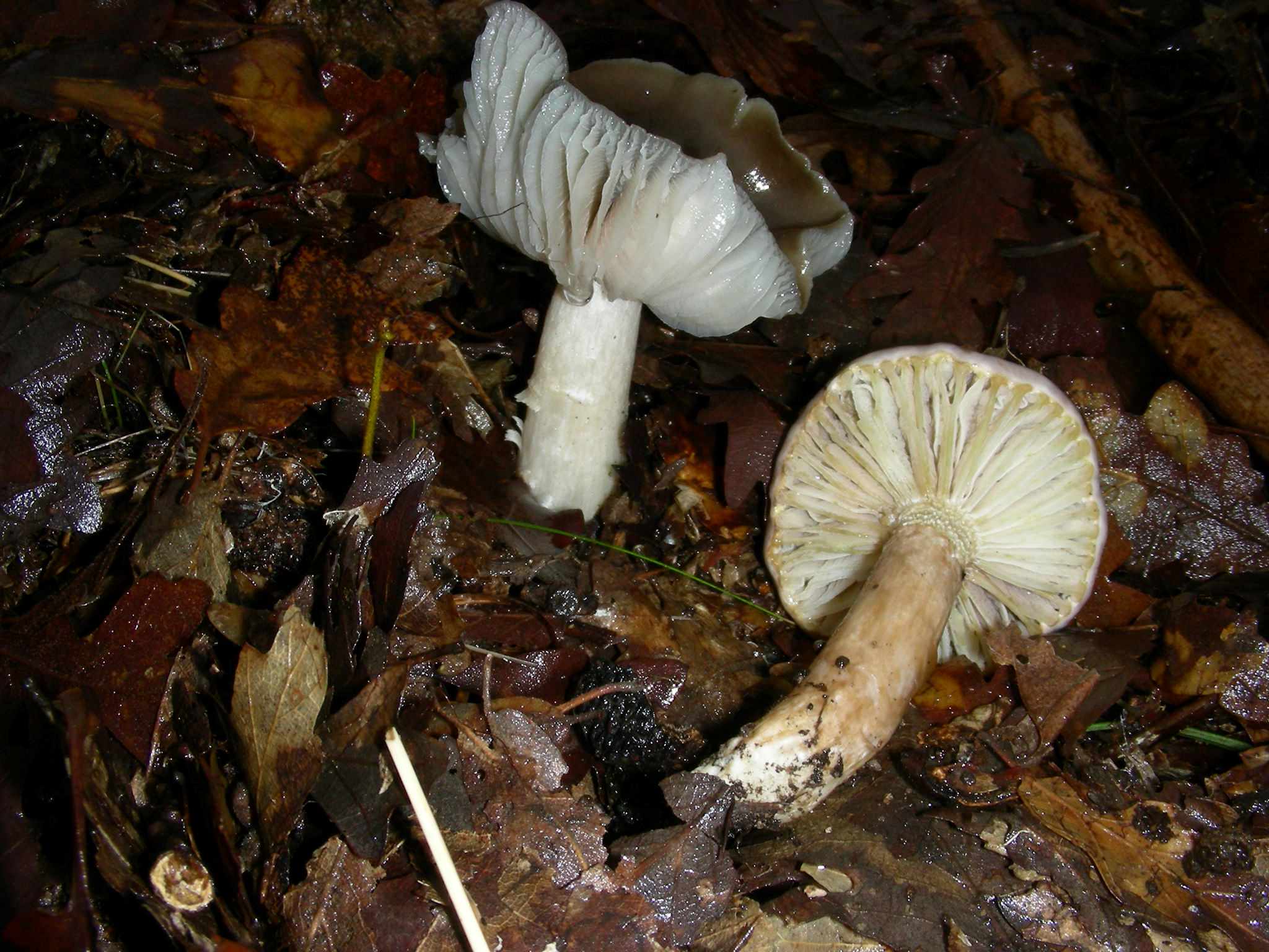 1862 Dicembre vecchio ritrovamento