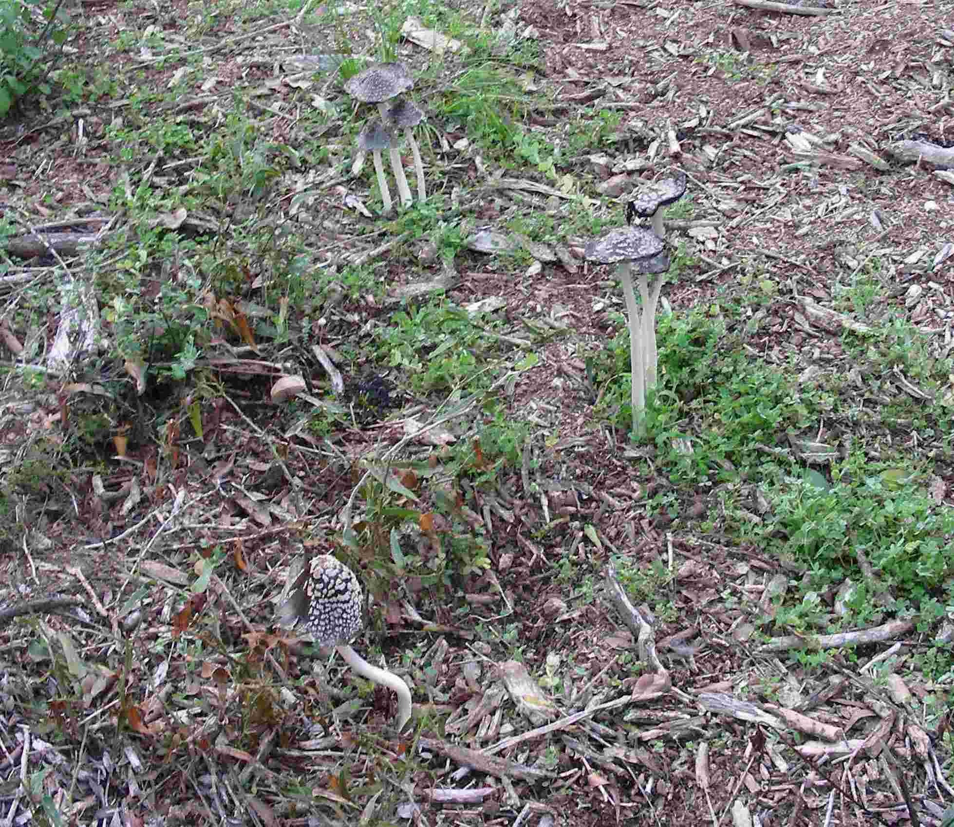 1838 Dicembre vecchio ritrovamento