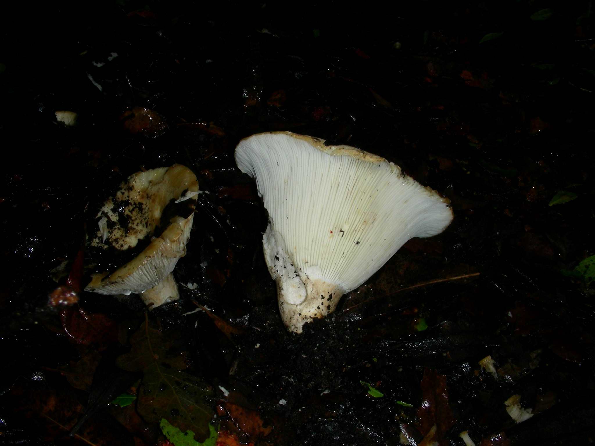 1863 Dicembre vecchio ritrovamento