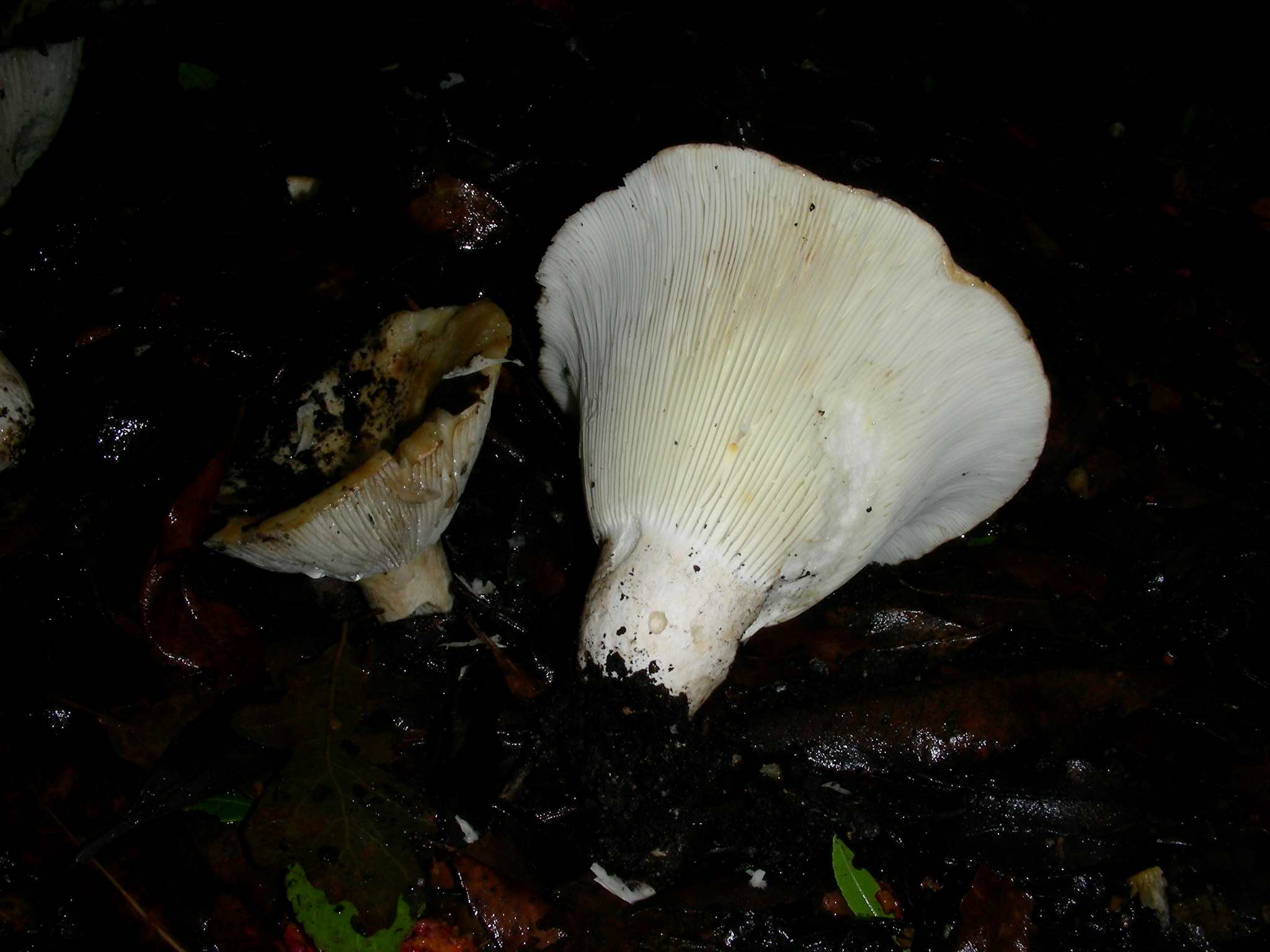 1863 Dicembre vecchio ritrovamento