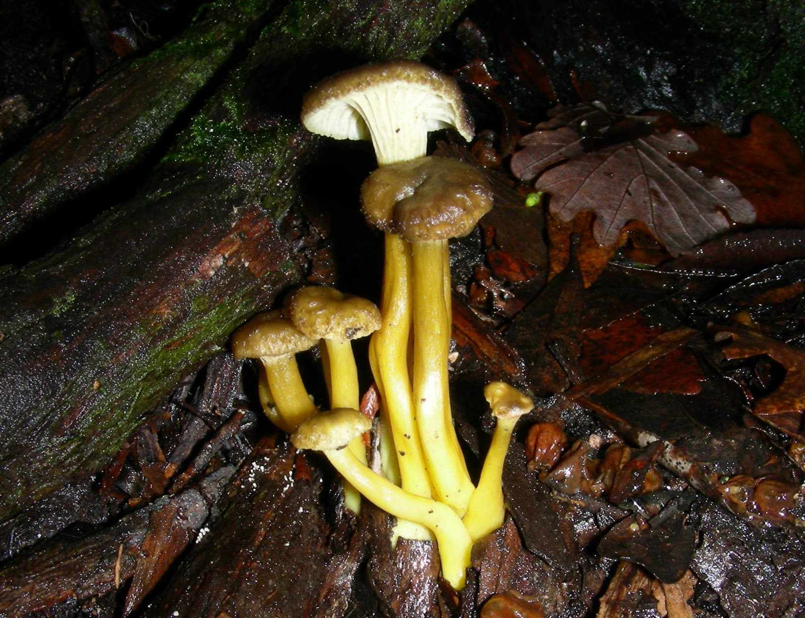 1864 Dicembre vecchio ritrovamento