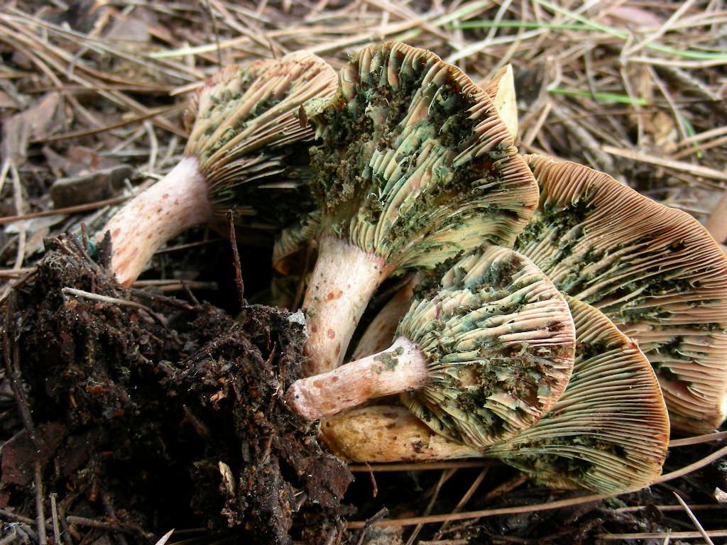 1865 Dicembre vecchio ritrovamento