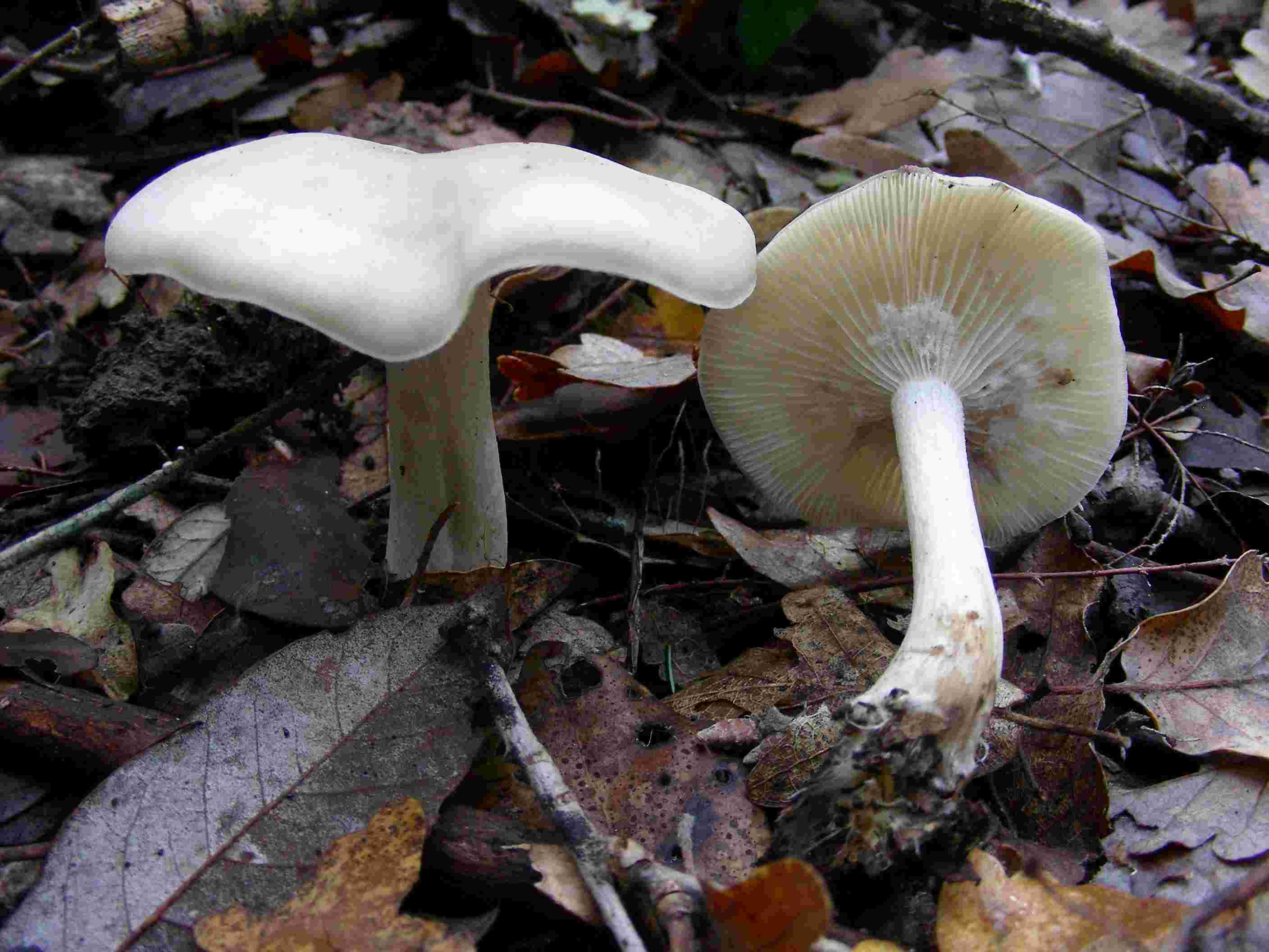 1840 Dicembre vecchio ritrovamento