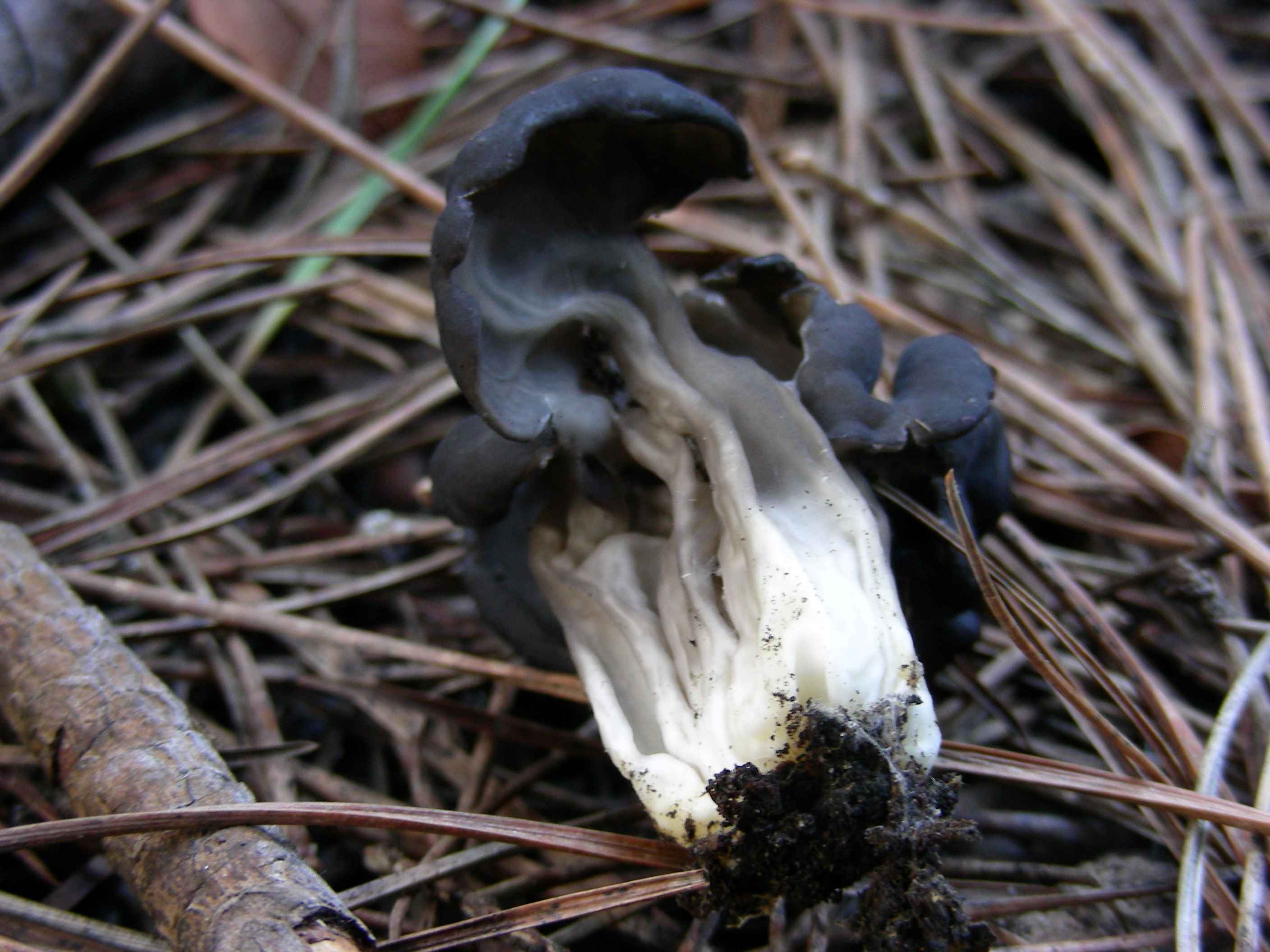 1841 Dicembre vecchio ritrovamento