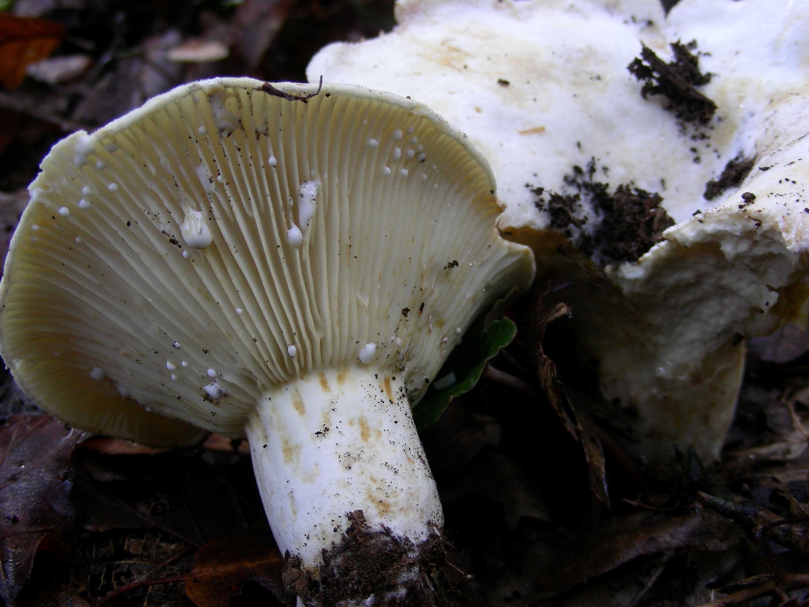 1843 Dicembre vecchio ritrovamento