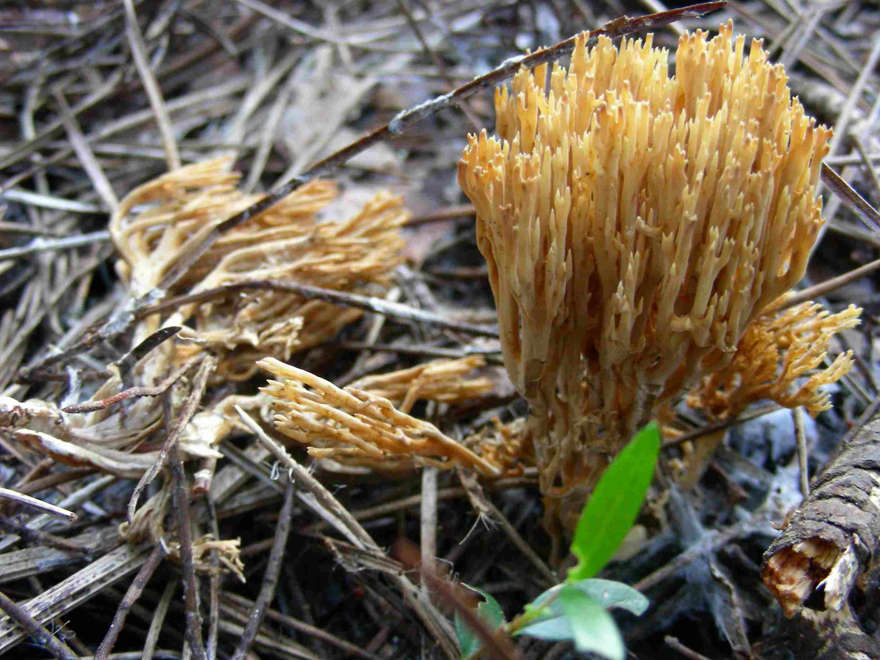 1844 Dicembre vecchio ritrovamento